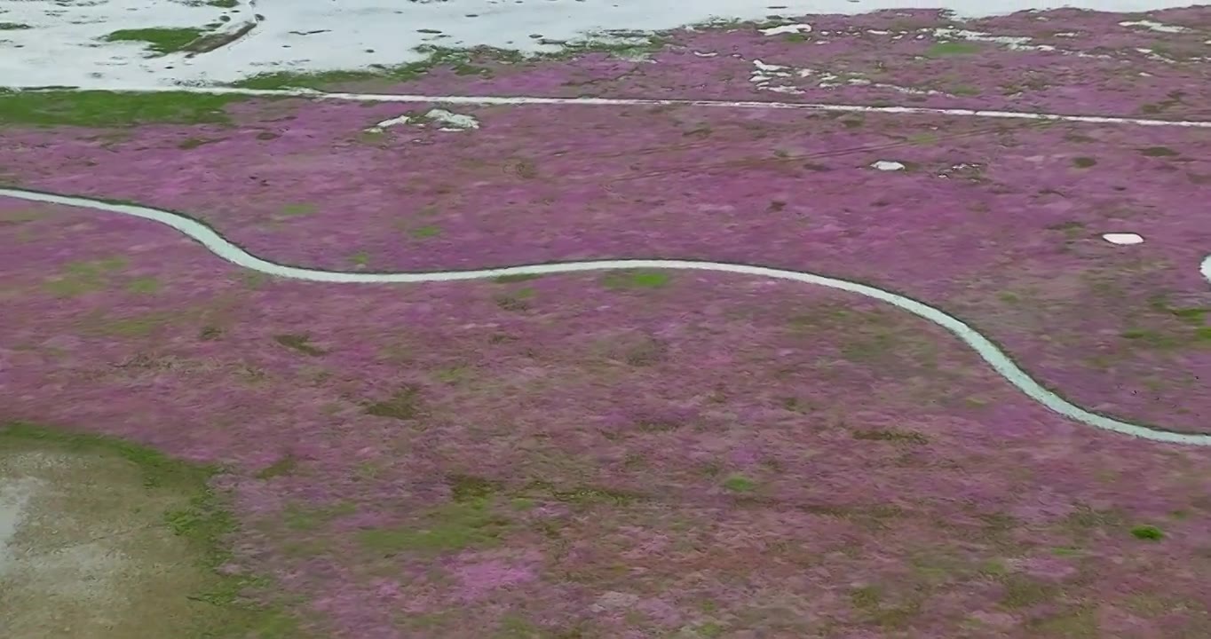 航拍江西鄱阳湖蓼子花海风光视频素材