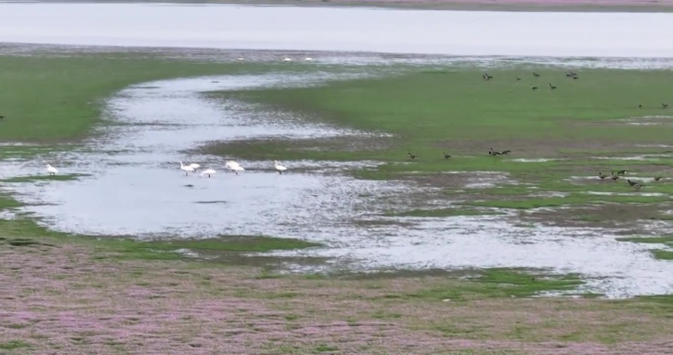 4K航拍江西鄱阳湖周溪镇候鸟齐飞视频素材