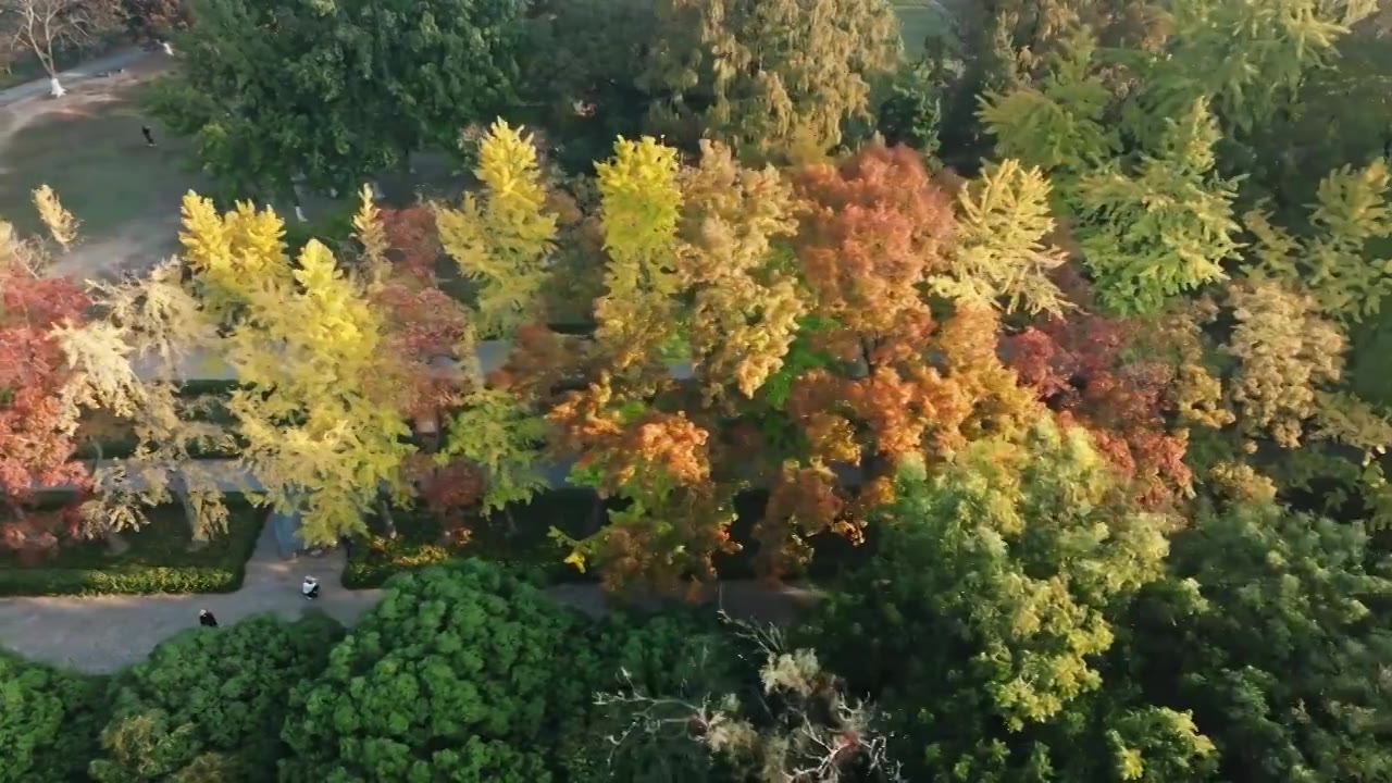 航拍秋天的南京明孝陵神道石象路视频素材