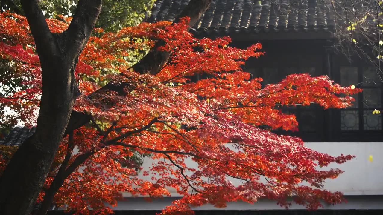 江阴市园林秋色，江南园林秋色，秋天红枫树，枫树，枫叶，红枫视频下载