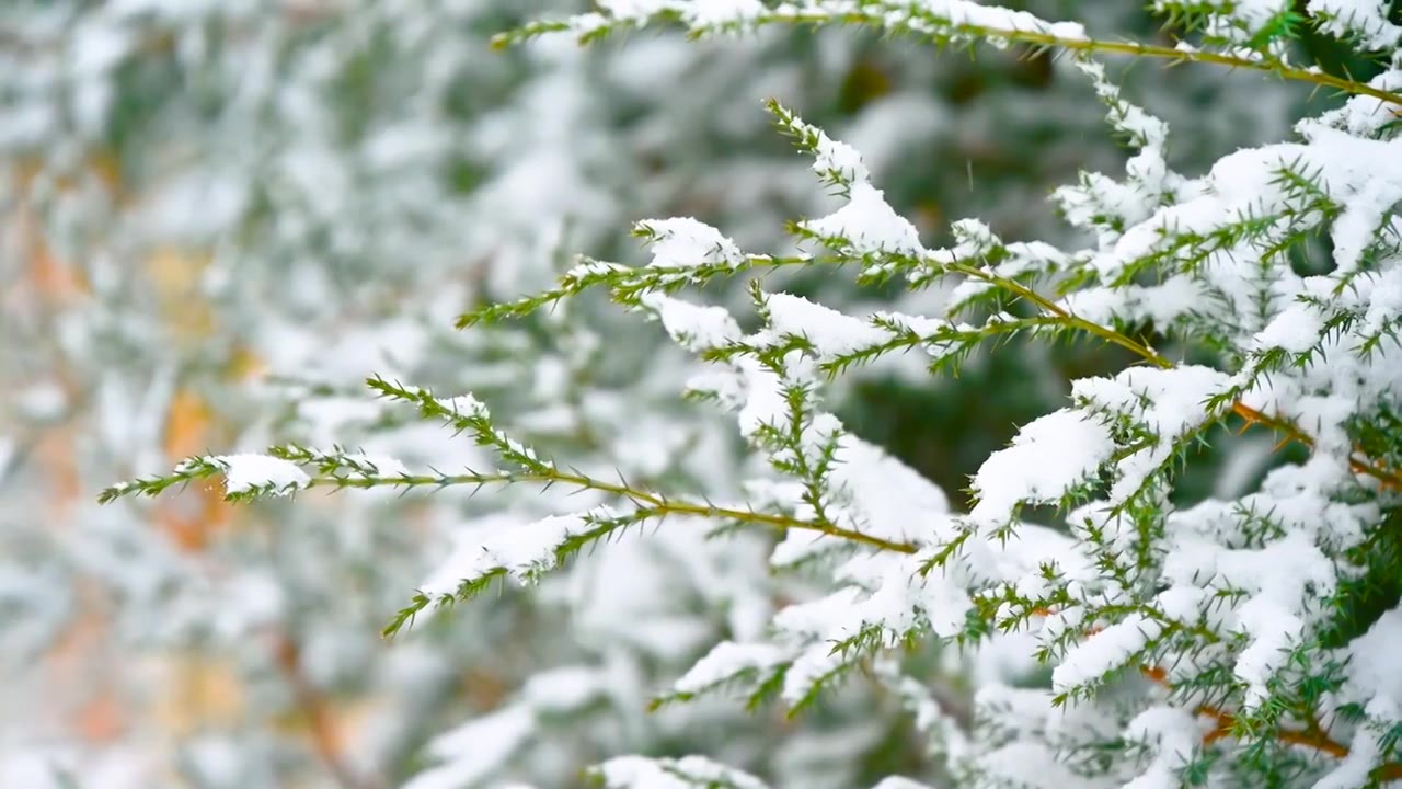 下雪天的柏树枝头积雪特写视频素材