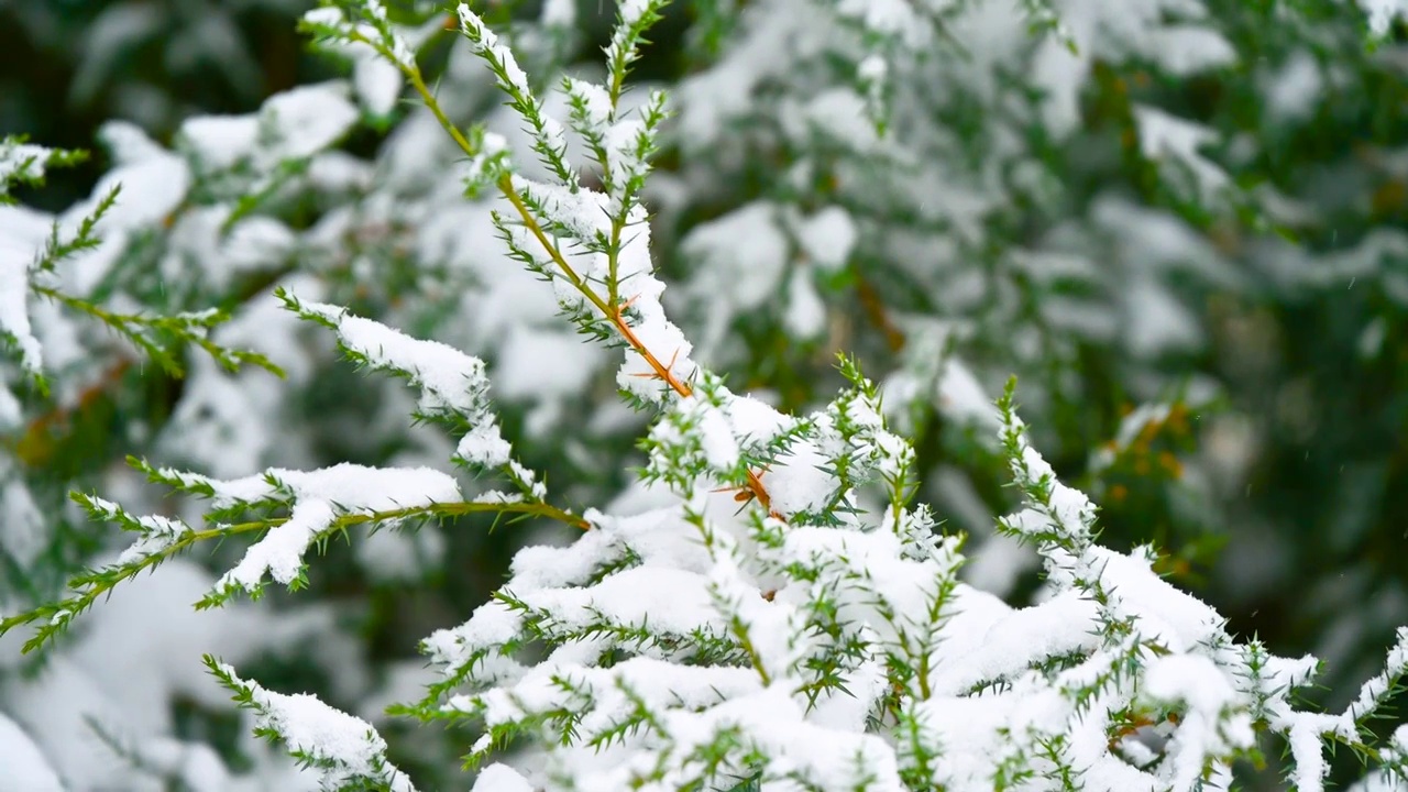 下雪天的柏树枝头积雪特写视频素材