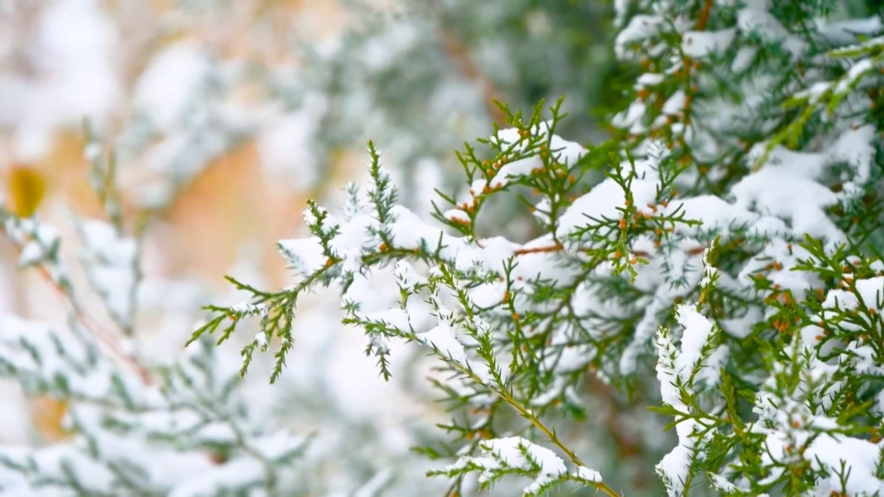 下雪天的柏树枝头积雪特写视频素材