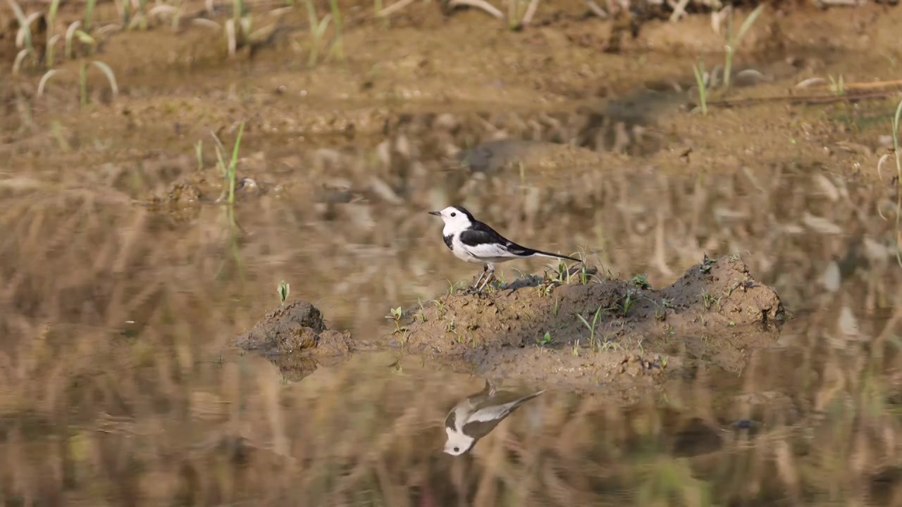 白鹡鸰视频素材