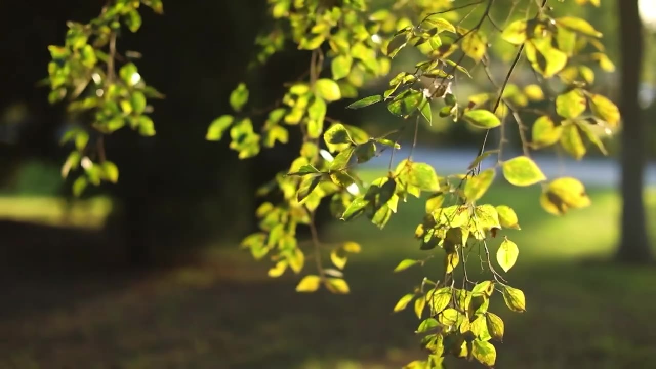 夕阳下随风摆动的树叶视频下载