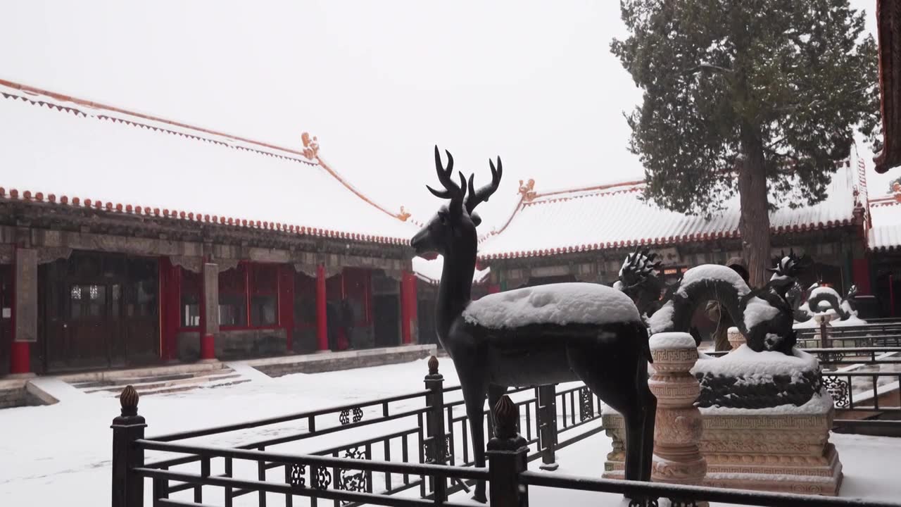 北京故宫博物院雪中美丽风景  雕栏玉砌视频素材