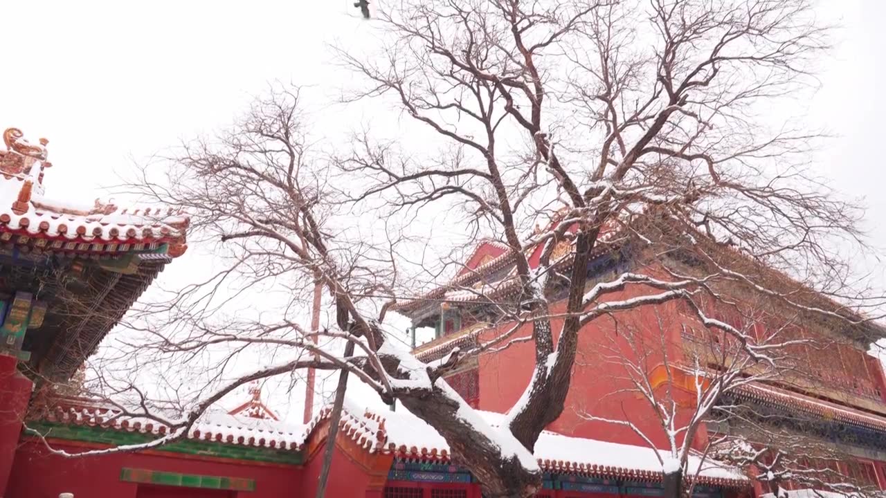 北京故宫博物院雪中美丽风景  雕栏玉砌视频素材