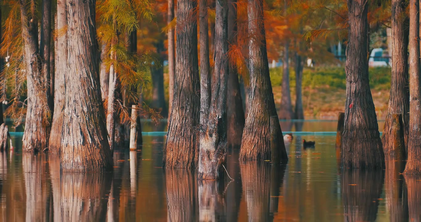 秋天湖边生长的红杉树秋景视频素材