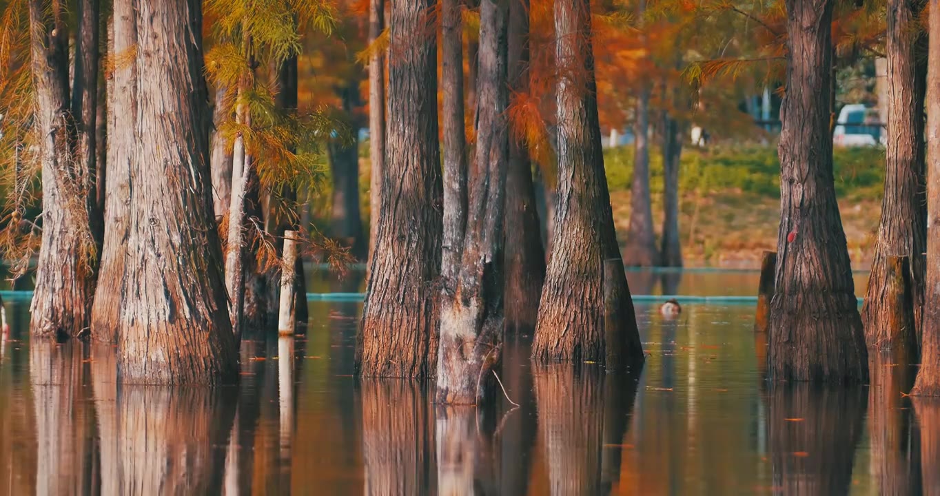 秋天湖边生长的红杉树秋景视频素材