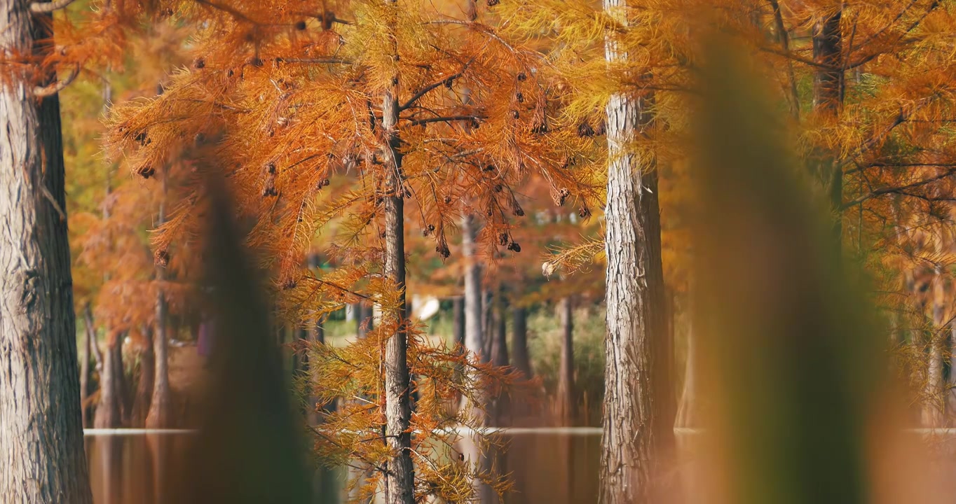 秋天湖边生长的红杉树秋景视频素材