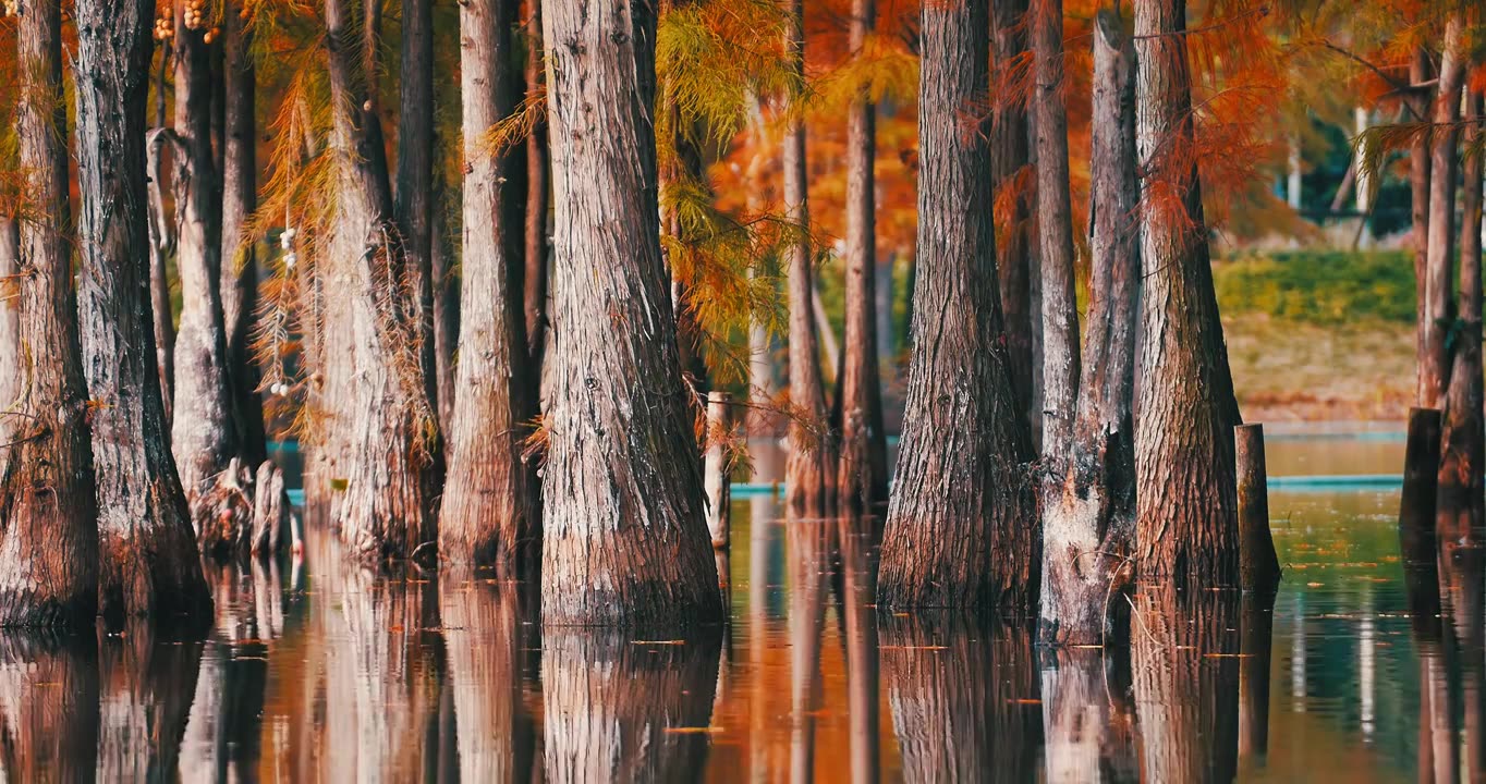 秋天湖边生长的红杉树秋景视频素材