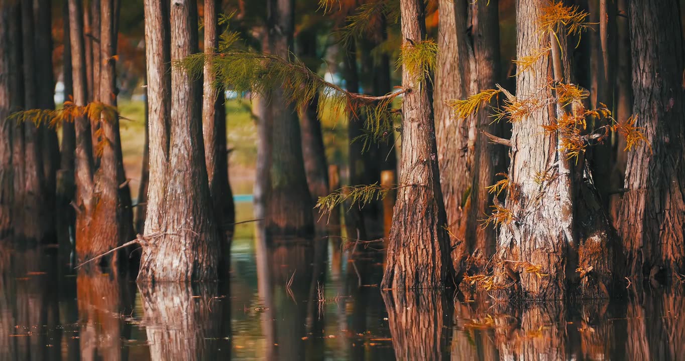 秋天湖边生长的红杉树秋景视频素材