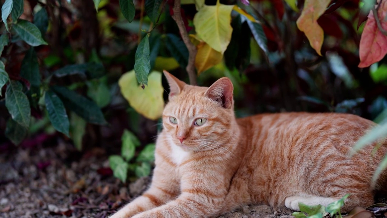 安静的猫咪可爱慵懒视频下载