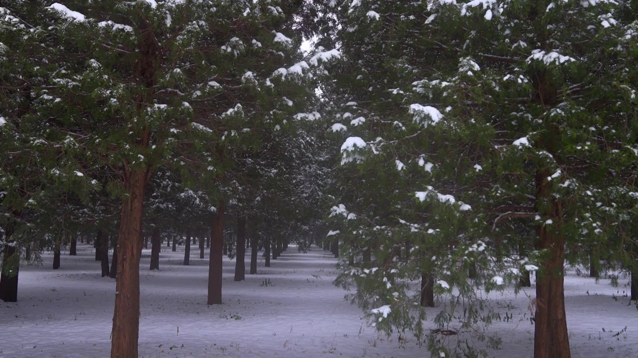 北京天坛公园雪中松柏森林视频素材