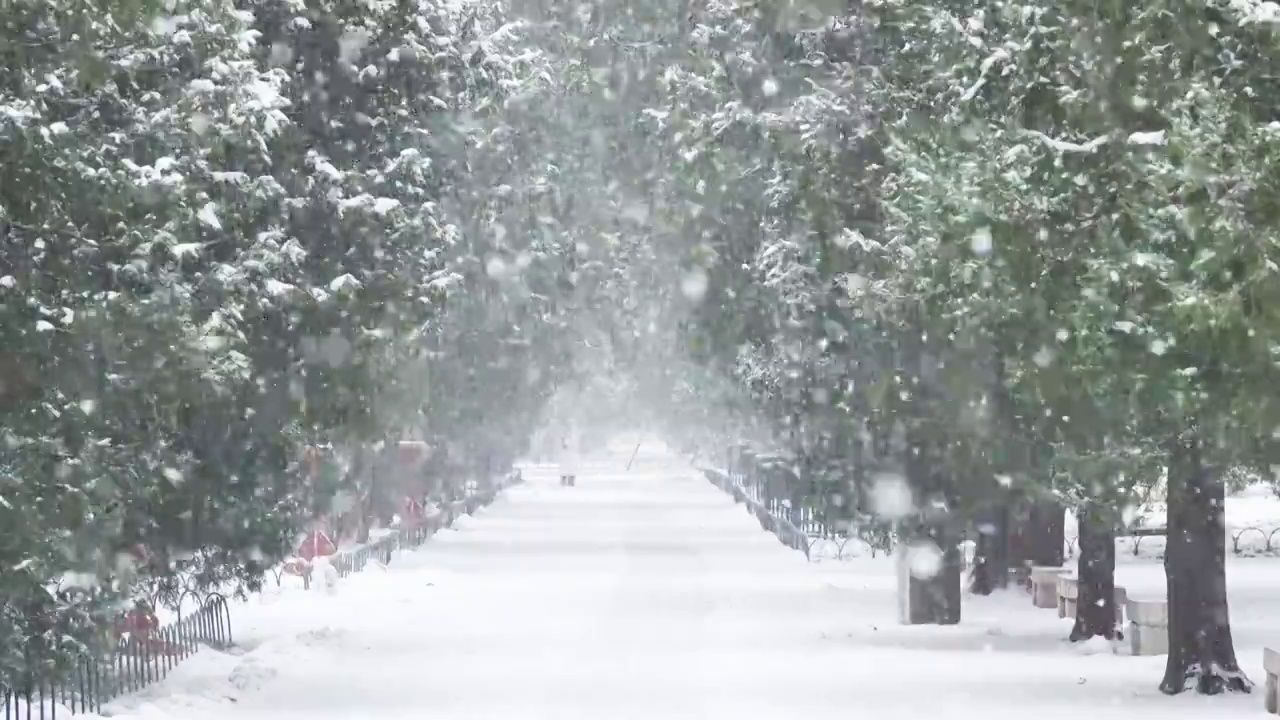 北京天坛公园雪中松柏森林视频素材