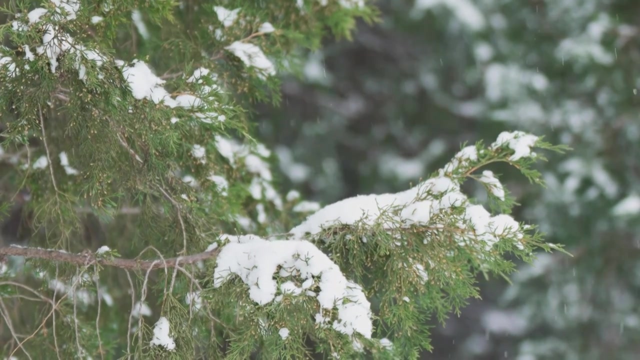 北京天坛公园雪中松柏森林视频素材