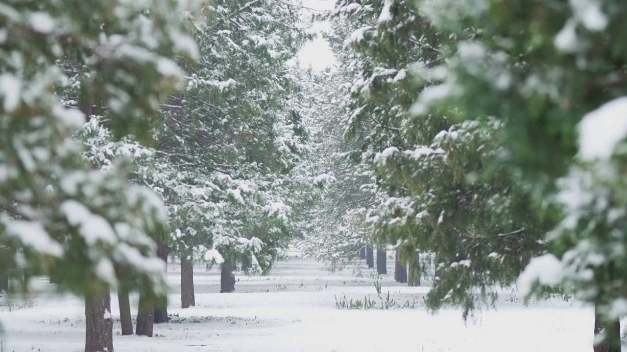 北京天坛公园雪中松柏森林视频素材