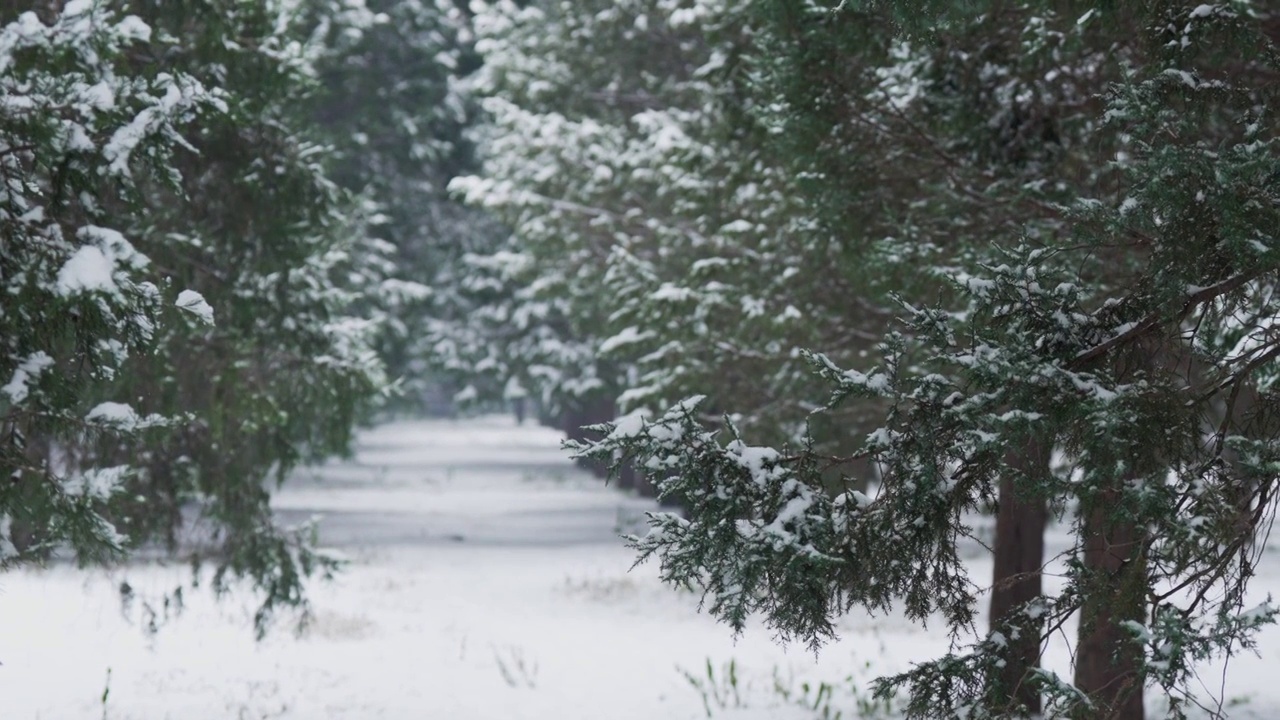 北京天坛公园雪中松柏森林视频素材