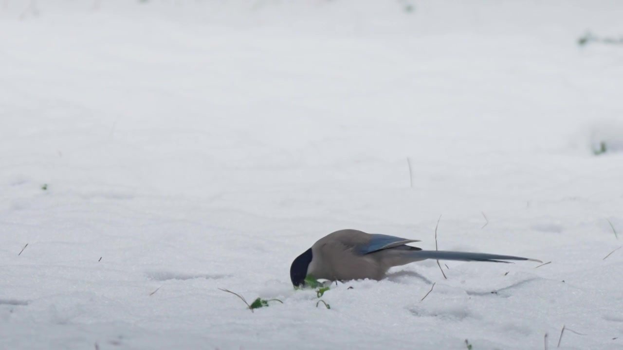 雪地上寻找食物的鸟儿灰喜鹊视频素材