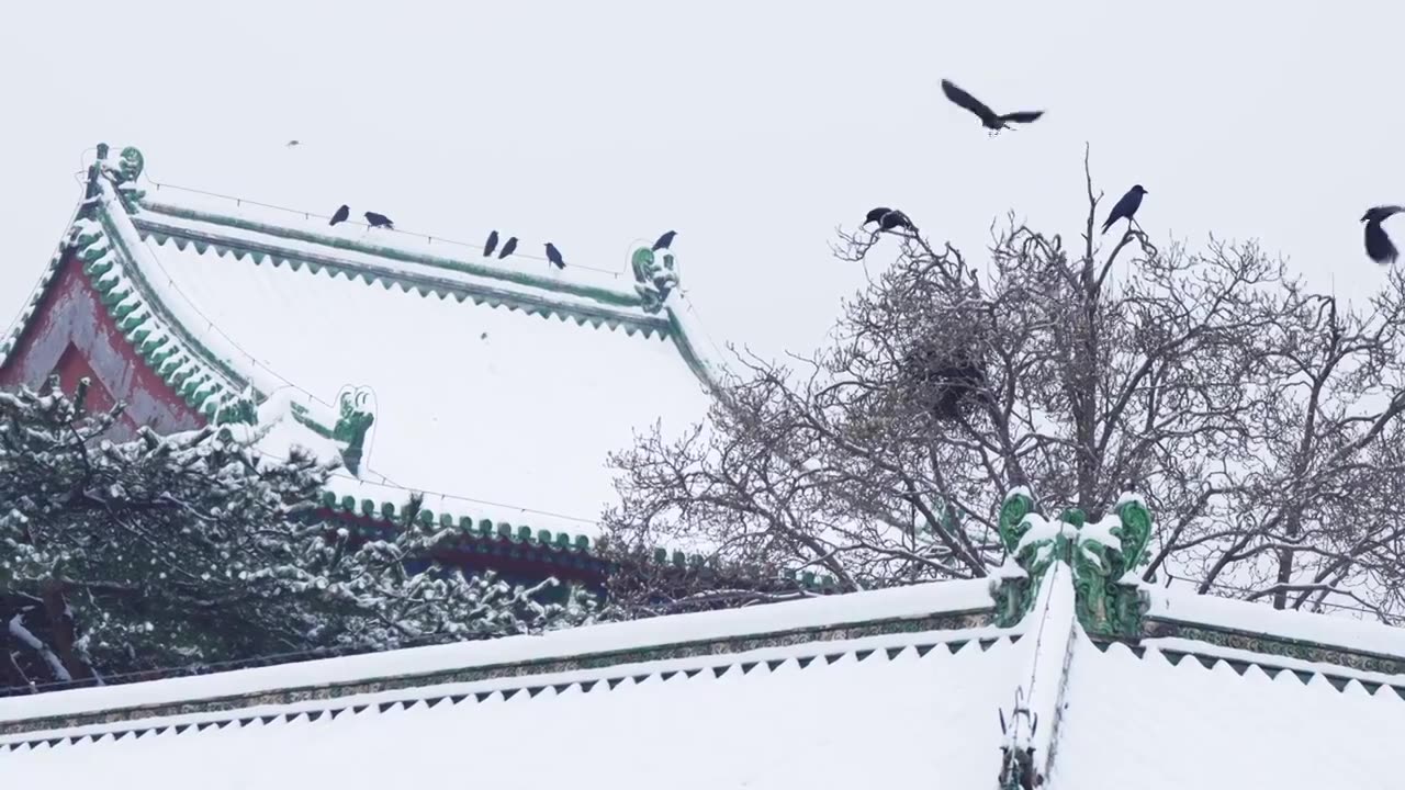 冬天下雪天气寒冷 站在屋顶之上的鸟儿 有几只飞起来了视频素材