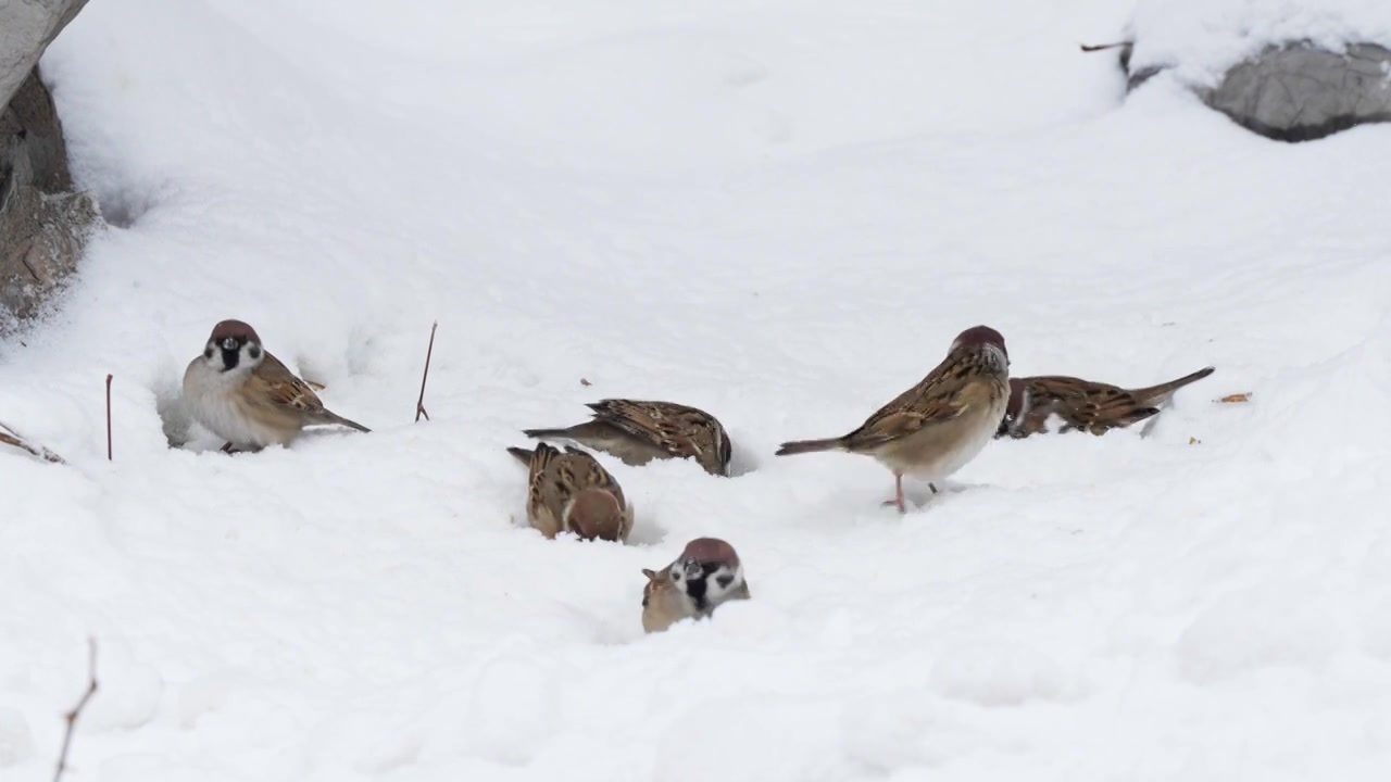 一群雪地上寻找食物的麻雀视频素材