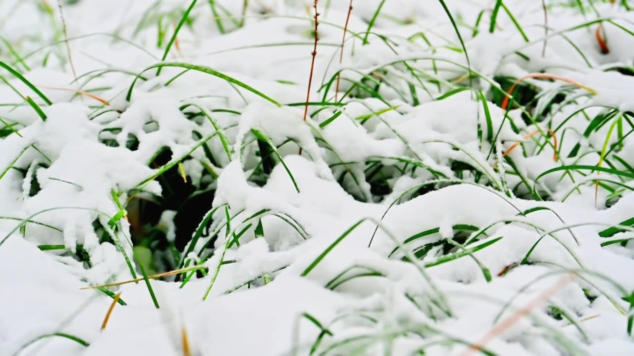 堆满厚厚积雪的绿色草地视频素材