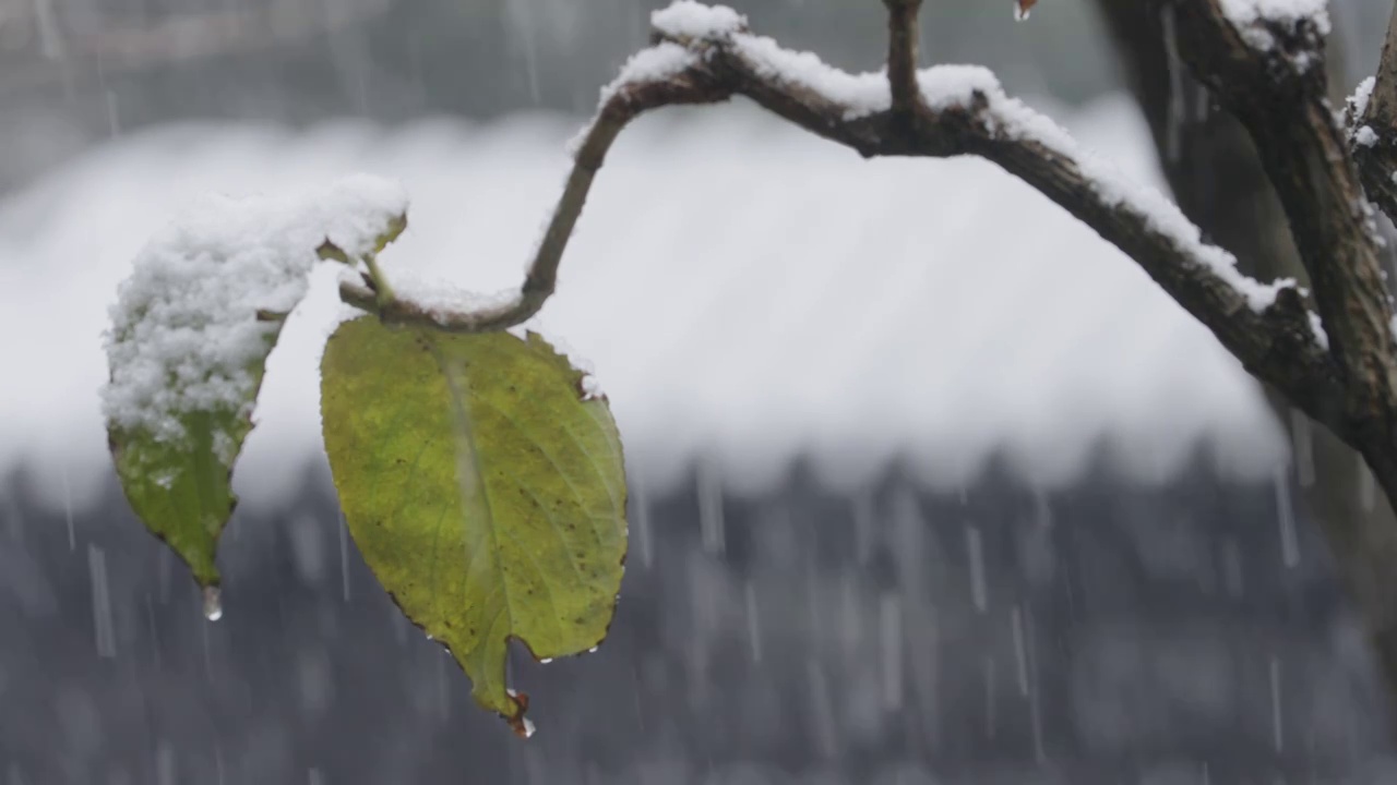 下雪中的江南园林，雪中的江阴兴国公园，雪中的中山公园，江南园林雪景，下雪，雪景，江阴市园林雪景视频素材