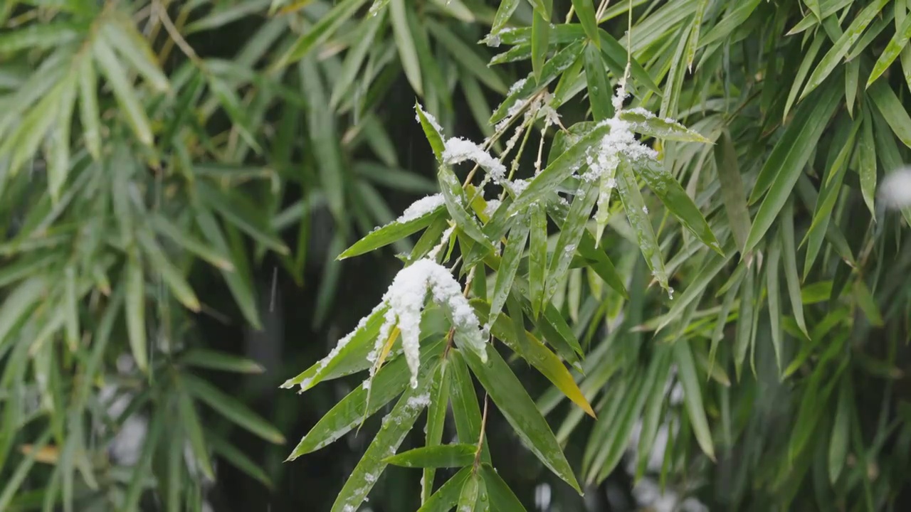 下雪中的江南园林，雪中的江阴兴国公园，雪中的中山公园，江南园林雪景，下雪，雪景，江阴市园林雪景视频素材