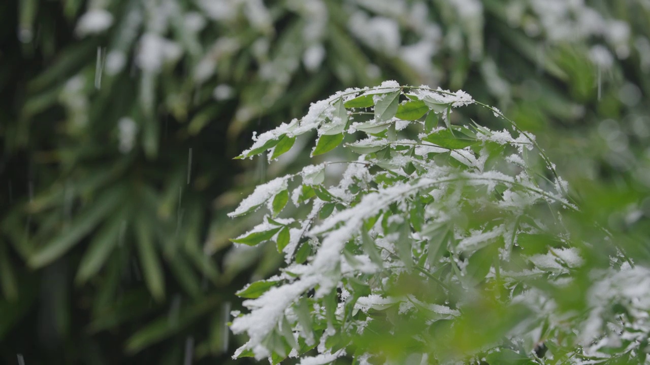 下雪中的江南园林，雪中的江阴兴国公园，雪中的中山公园，江南园林雪景，下雪，雪景，江阴市园林雪景视频素材