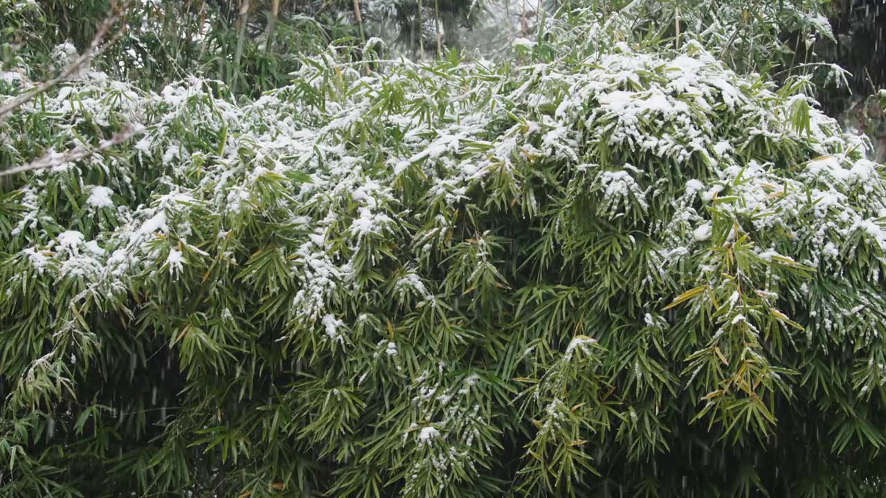 下雪中的江南园林，雪中的江阴兴国公园，雪中的中山公园，江南园林雪景，下雪，雪景，江阴市园林雪景视频素材