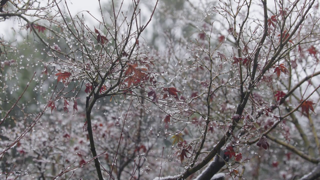 下雪中的江南园林，雪中的江阴兴国公园，雪中的中山公园，江南园林雪景，下雪，雪景，江阴市园林雪景视频素材