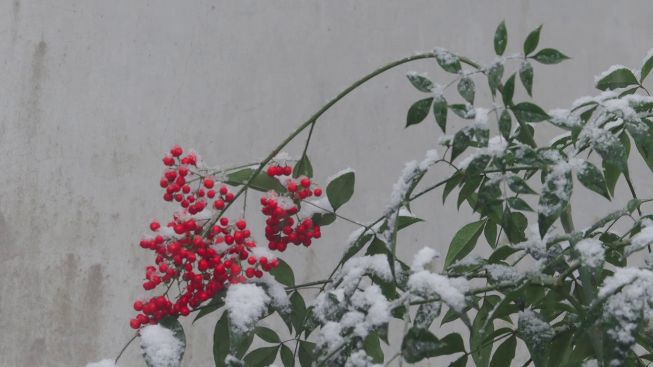 下雪中的江南园林，雪中的江阴兴国公园，雪中的中山公园，江南园林雪景，下雪，雪景，江阴市园林雪景视频素材