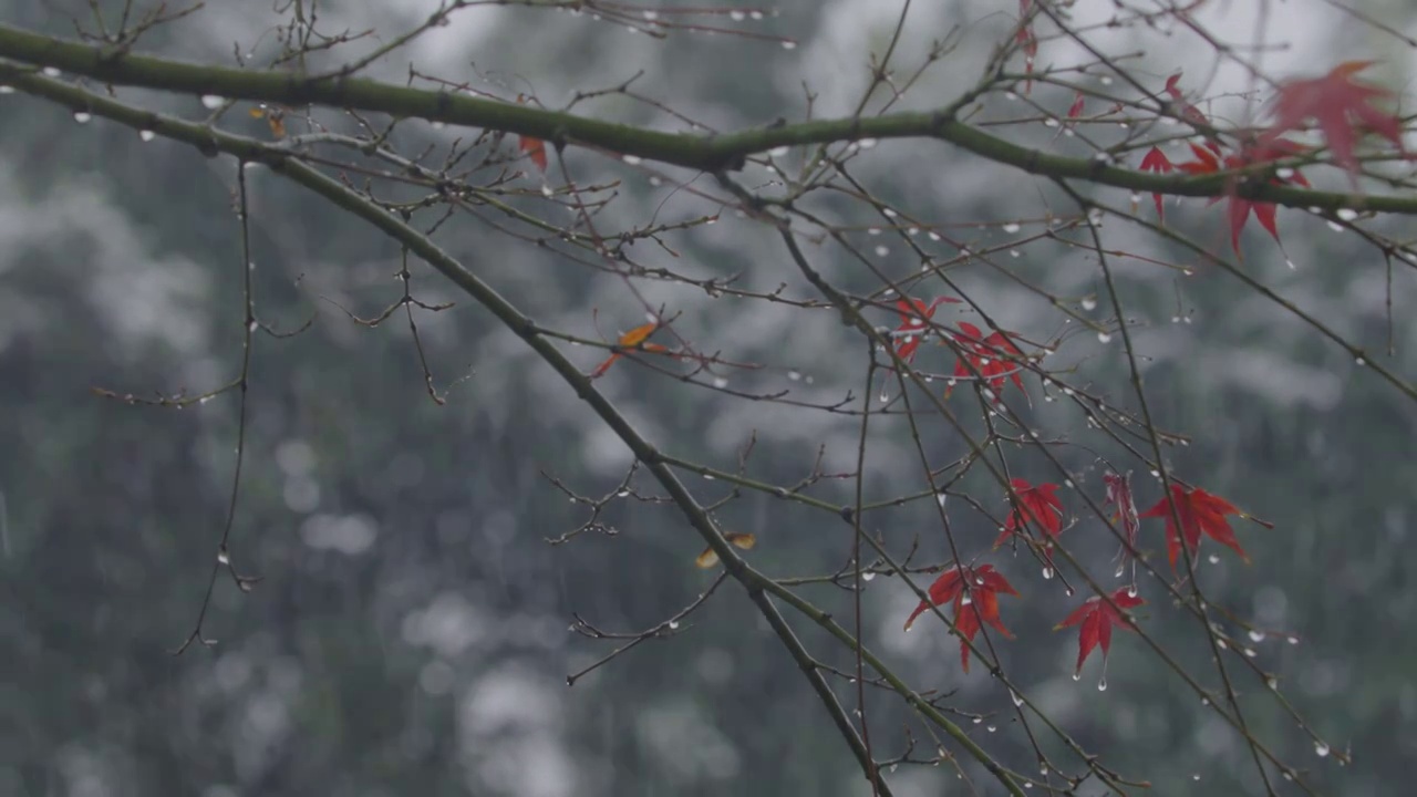 下雪中的江南园林，雪中的江阴兴国公园，雪中的中山公园，江南园林雪景，下雪，雪景，江阴市园林雪景视频素材