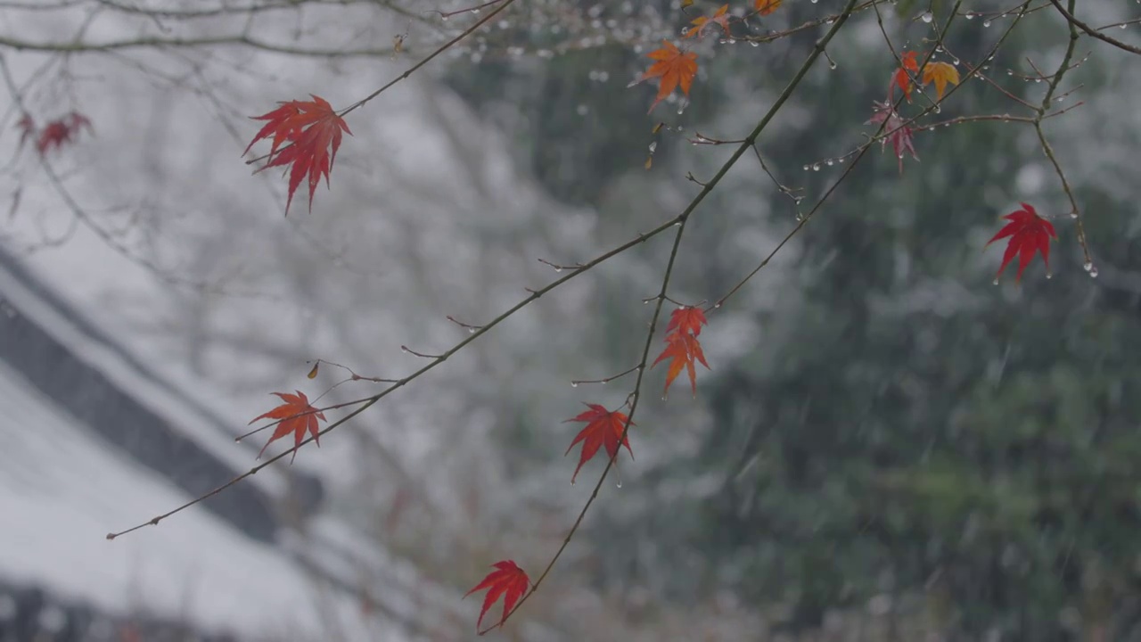 下雪中的江南园林，雪中的江阴兴国公园，雪中的中山公园，江南园林雪景，下雪，雪景，江阴市园林雪景视频素材