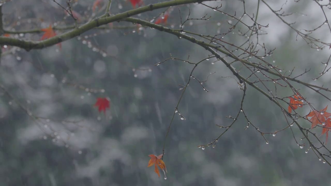 下雪中的江南园林，雪中的江阴兴国公园，雪中的中山公园，江南园林雪景，下雪，雪景，江阴市园林雪景视频素材