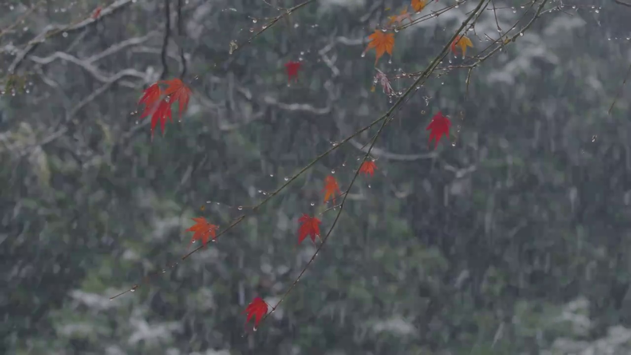 下雪中的江南园林，雪中的江阴兴国公园，雪中的中山公园，江南园林雪景，下雪，雪景，江阴市园林雪景视频素材