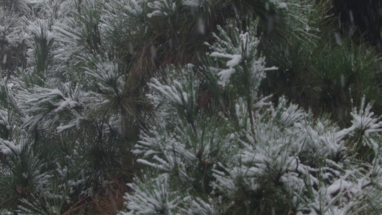 下雪中的江南园林，雪中的江阴兴国公园，雪中的中山公园，江南园林雪景，下雪，雪景，江阴市园林雪景视频素材