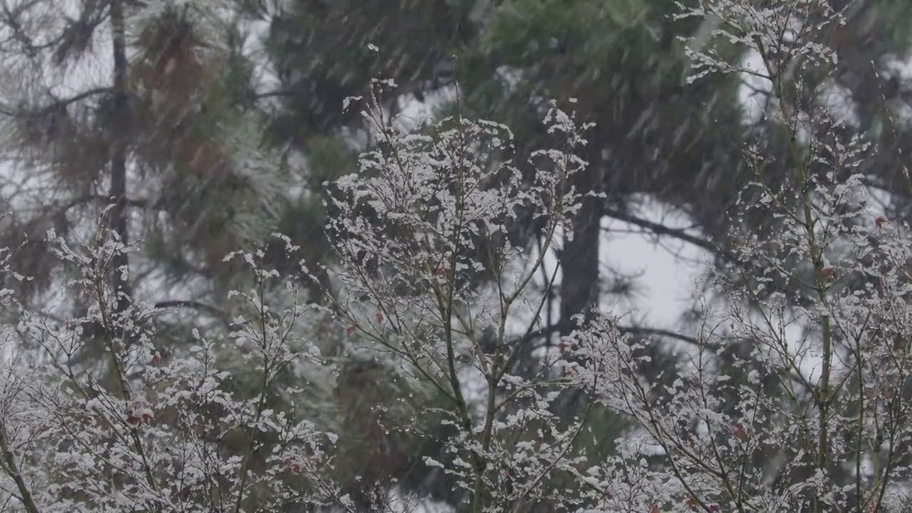 下雪中的江南园林，雪中的江阴兴国公园，雪中的中山公园，江南园林雪景，下雪，雪景，江阴市园林雪景视频素材