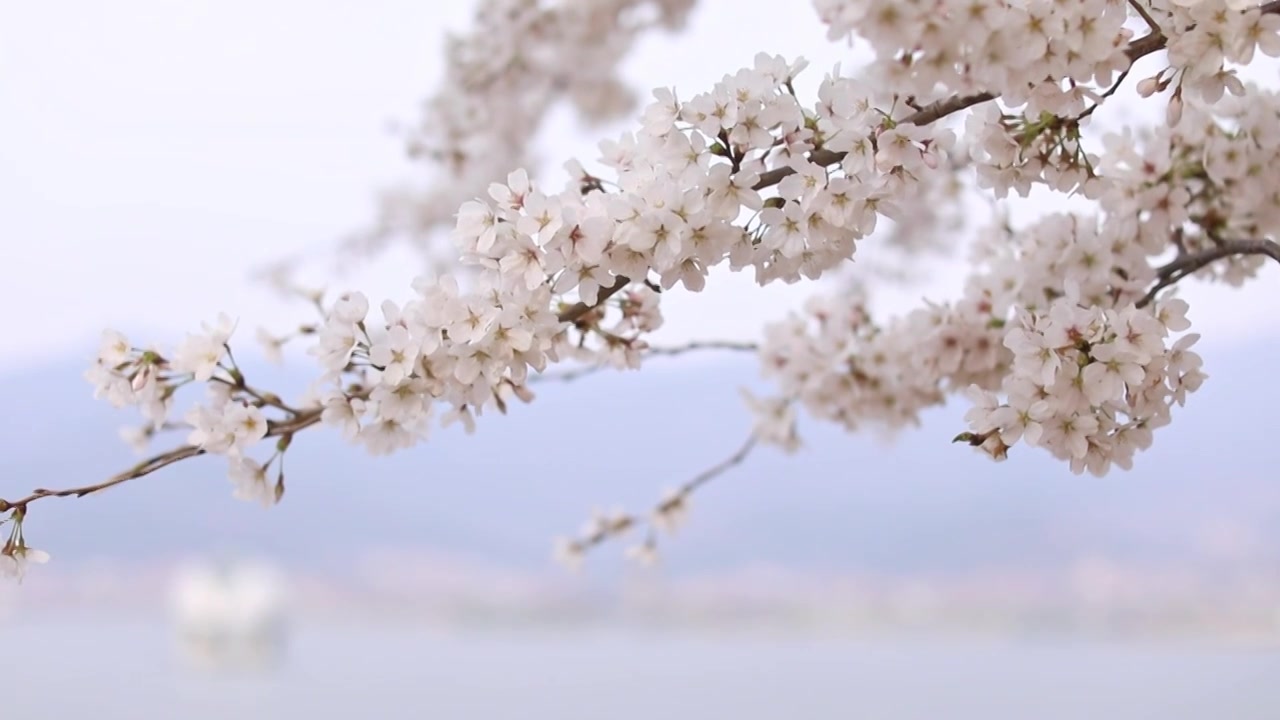 大圣湖边的樱花视频下载