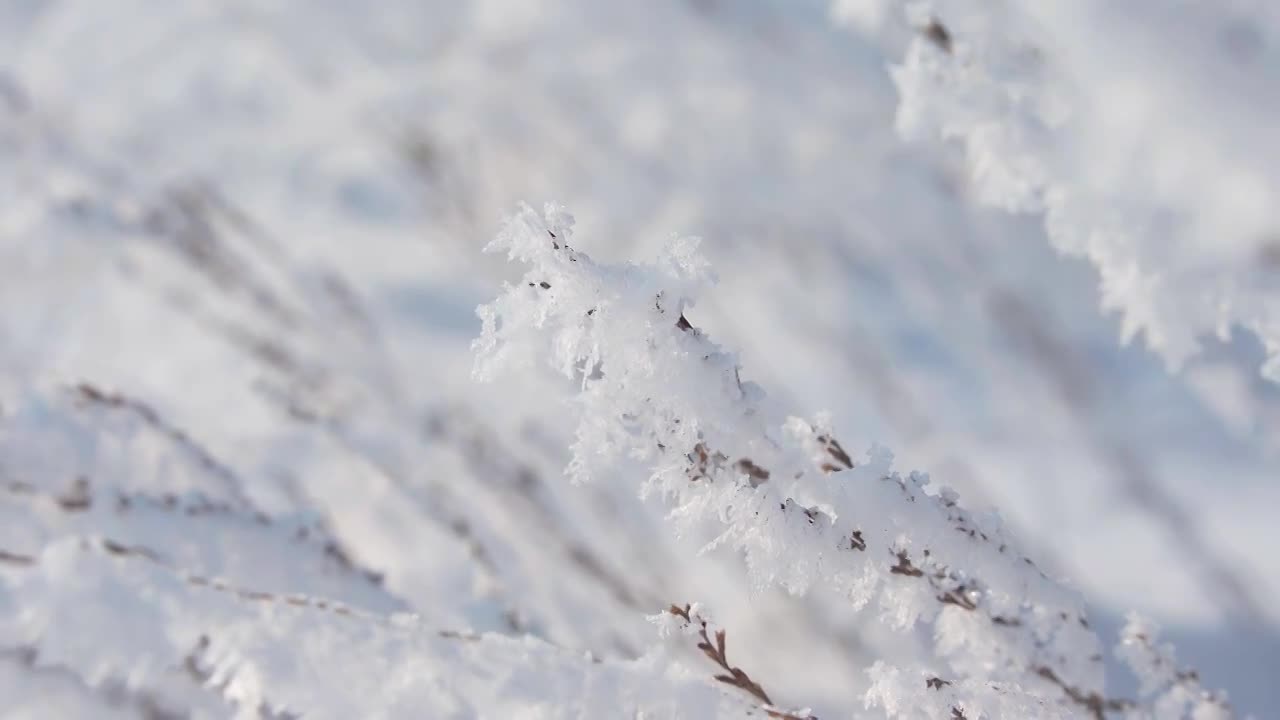 冬天雪地雾凇风景视频素材