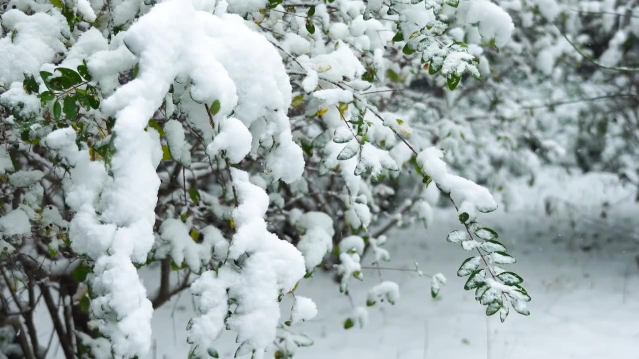 冬天大雪纷飞的雪地雪景风光视频素材