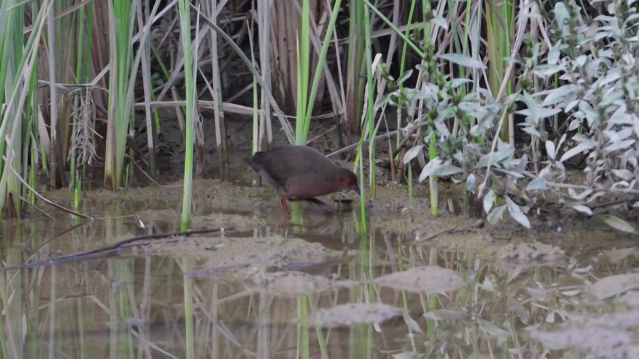 红胸田鸡视频素材