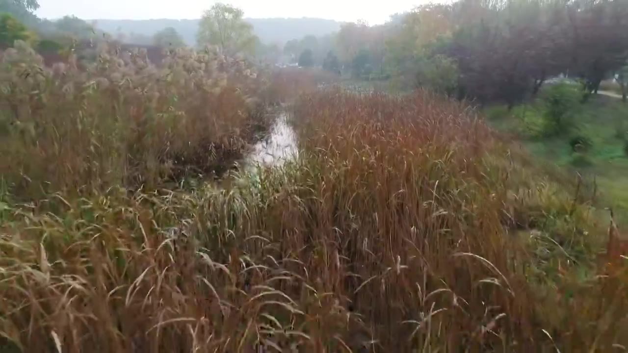 早晨的湿地视频下载