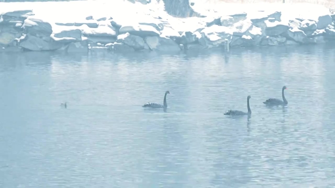 北京颐和园冬季雪景视频素材