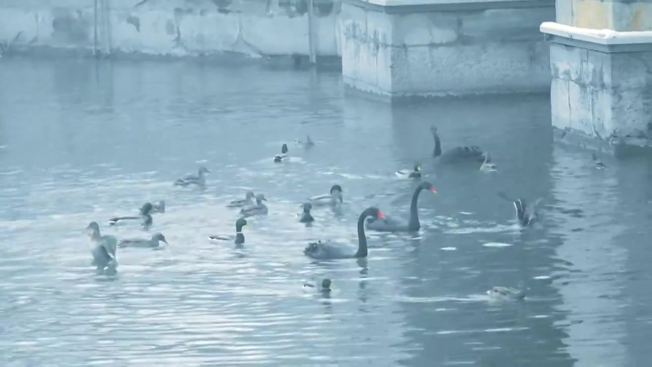 北京颐和园冬季雪景视频素材