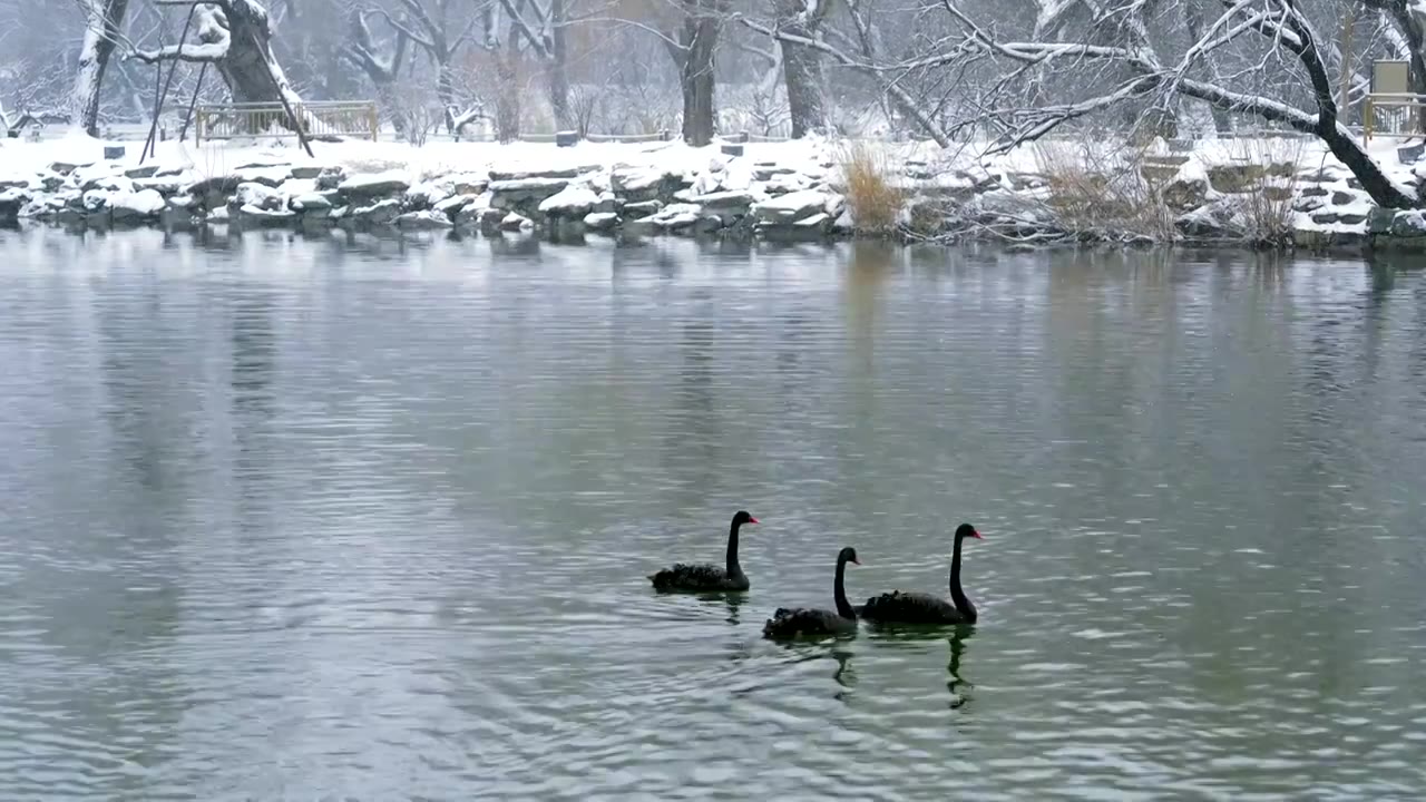 升格拍摄北京颐和园冬季雪景视频素材