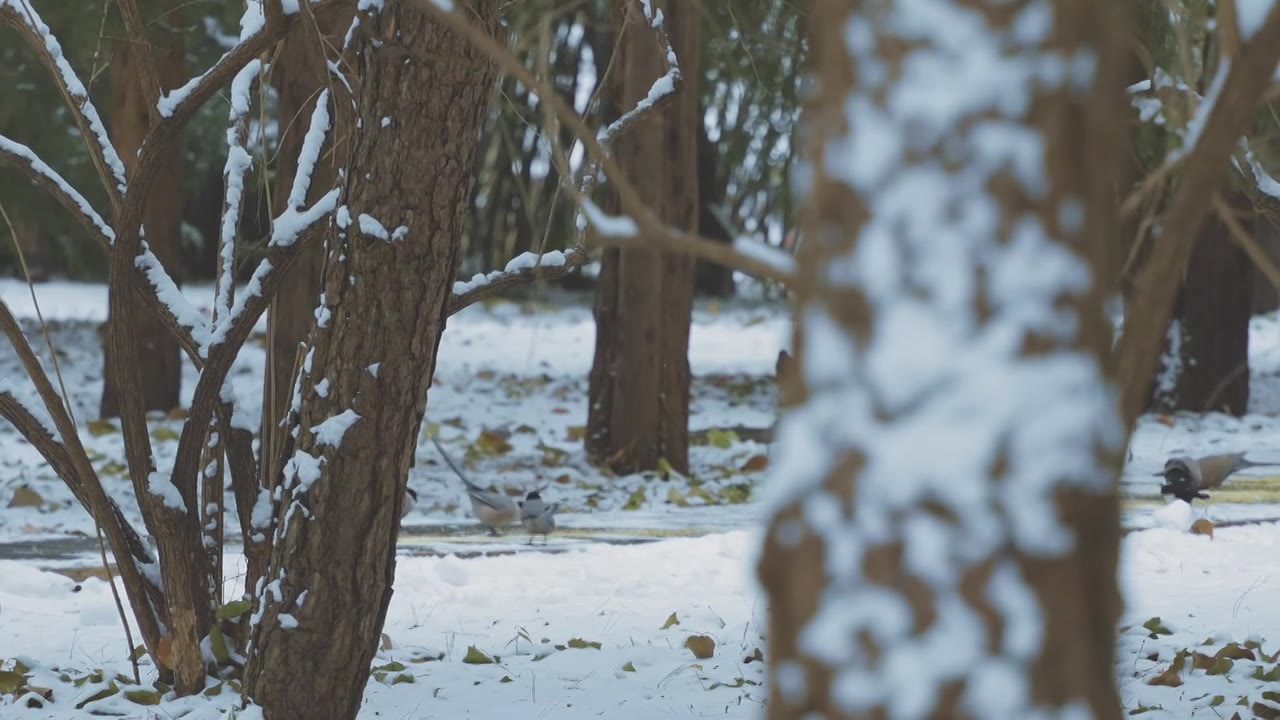 升格拍摄北京颐和园冬季雪景视频素材