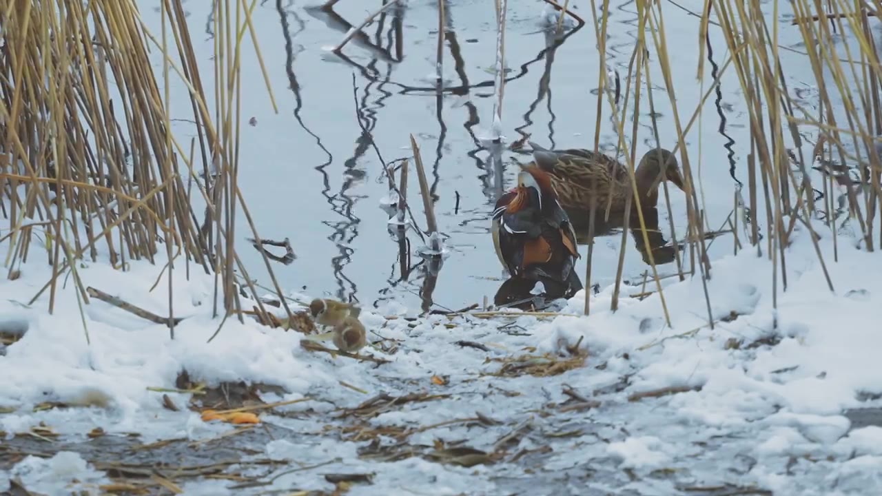 升格拍摄北京颐和园冬季雪景视频素材