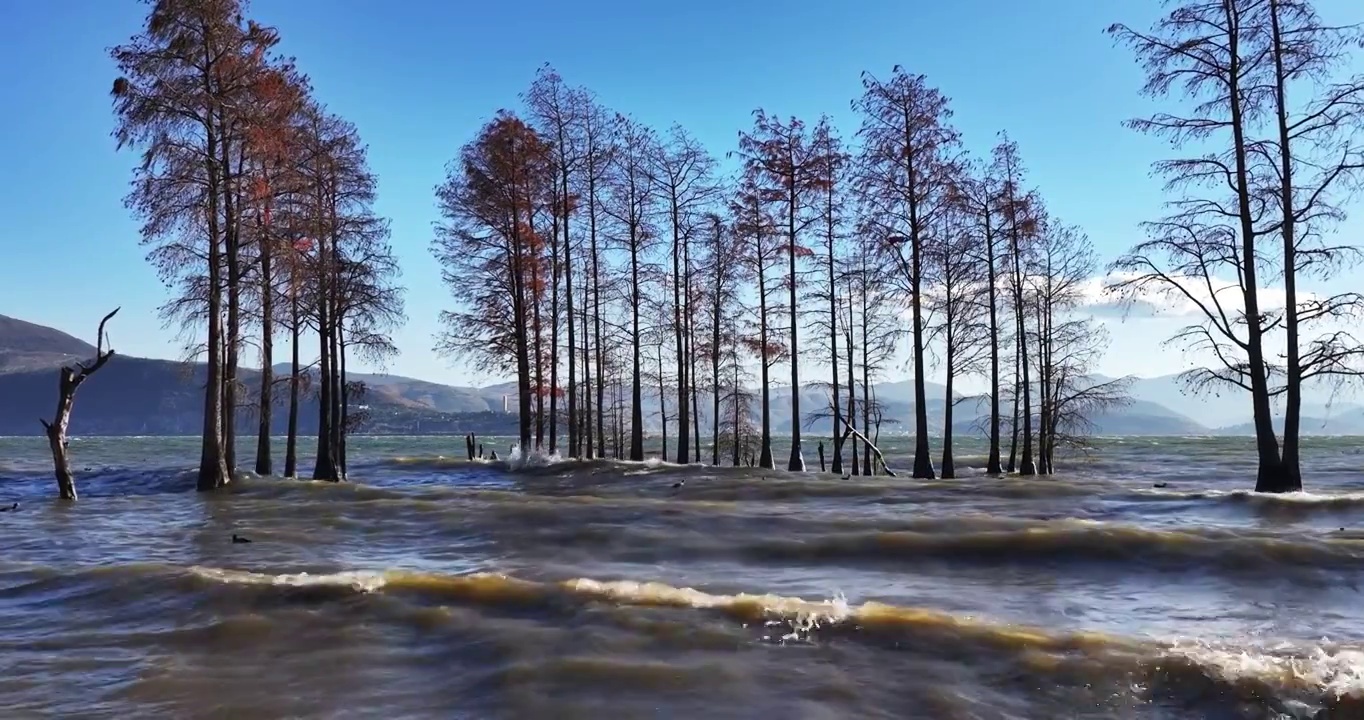 （慢镜头）大理洱海水杉波浪波纹唯美航拍视频素材