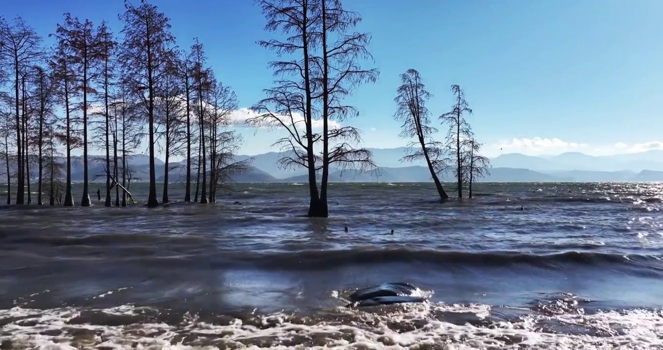 （慢镜头）大理洱海水杉波浪波纹唯美航拍视频素材